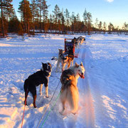 Unsere Lapplandhuskies auf Tour