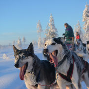 Huskytouren in Schweden