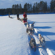 Siberian Husky Adventures