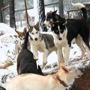 Spielen auf der Huskyfarm