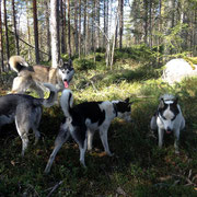 lyckliga draghundar i lapland