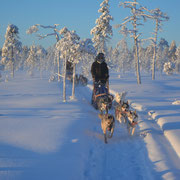 Huskytour in Lappland