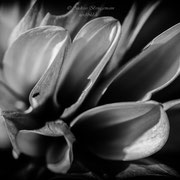 Blume in schwarz weiß