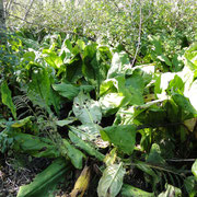 Skunk Cabbage Trail