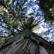 Hemlock Grave Trail