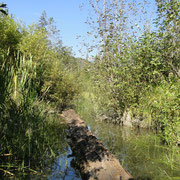 Skunk Cabbage Trail