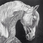 Lusitano, Graphit (ZU VERKAUFEN/ FOR SALE)