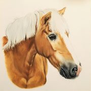 Haflinger, Pastellkreiden