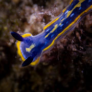 Hypselodoris tricolor - Dreifarbige Prachtsternschnecke