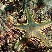 Kammstern - Astropecten aranciacus