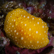 Phyllidia flava - Weißgefleckte Warzenschnecke