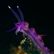 Flabellina affinis - Violette Fadenschnecke