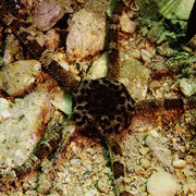 Glatter Schlangenstern - Ophioderma longicaudum