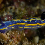 Hypselodoris tricolor - Dreifarbige Prachtsternschnecke