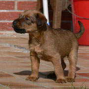 Kleiner Terrier - große Welt...