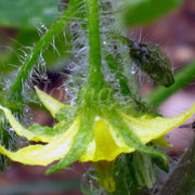 Fleur de tomate