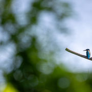 Blau in Grün - Foto: Janne Reisdorf