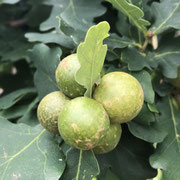 Gallapfel der Gemeinen Eichengallwespe - Foto: Gerd Jürgen Hanebeck