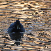 Ente im Abendrot - Ort: Neuwiedenthal - Foto: Uta Svesson