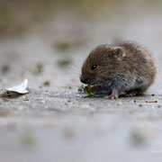 völlig unbeeindruckte Maus - Ort: Vogelstation - Foto: Pertti Raunto