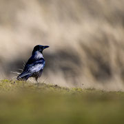 Die Würde des Raben - Ort: Sylt - Foto: Dr.Reinhard Feldhaus