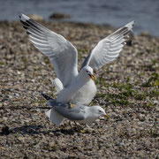 Zwei vögelnde Vögel - Ort: Vogelstation Wedel - Foto: Holger Tobuschat