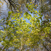 Schau nach oben! - Ort: Nationalpark Jasmund - Foto: Holger Tobuschat