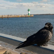 die Sonne genießen in Travemünde - Foto: Romana Thurz