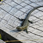 Eidechse - Ort: Tister Bauernmoor - Foto: Hans Dieckmeyer