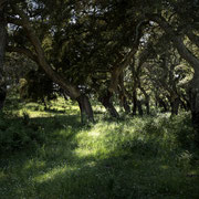 Luce e ombra, Sardegna.