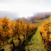 Herbststimmung am Murtensee, Lugnorre (FR).