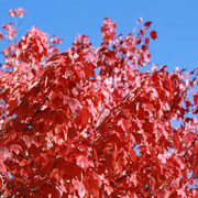 Wunderschöne Herbstfarben