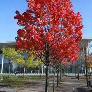 Herbststimmung am Berliner Reichstagsgelände