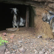 Begegnung mit einer Ziege