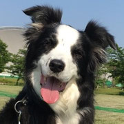 伊井 MOL