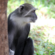 Affe