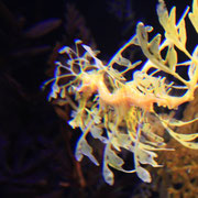 Seepferdli im Sydney Aquarium