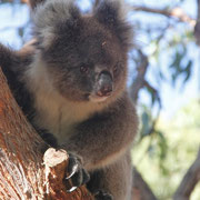 Auch ein putziger Koala muss mal...