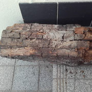 Schwammbefall an Holzbalken