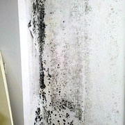 Schimmelbefall nach Überschwemmung