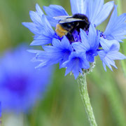 Hummel auf Kornblume