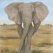 "The Boss"     Soft Pastel    