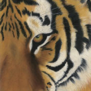 "On the Prowl"     Soft Pastel    