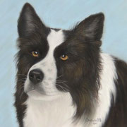 Border Collie   Available ... Prints Available