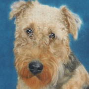 "Bo"  Airedale   Commission 