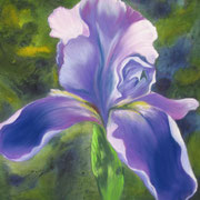 Iris   -   Pastel & Watercolor  -  Available
