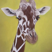 Stretch  -  Soft Pastel  