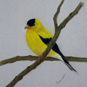 Goldfinch   -   Soft Pastel   -  Sold
