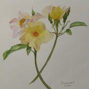 Wild Rose   -   Watercolor  -  Sold
