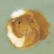 Guinea Pig     Available